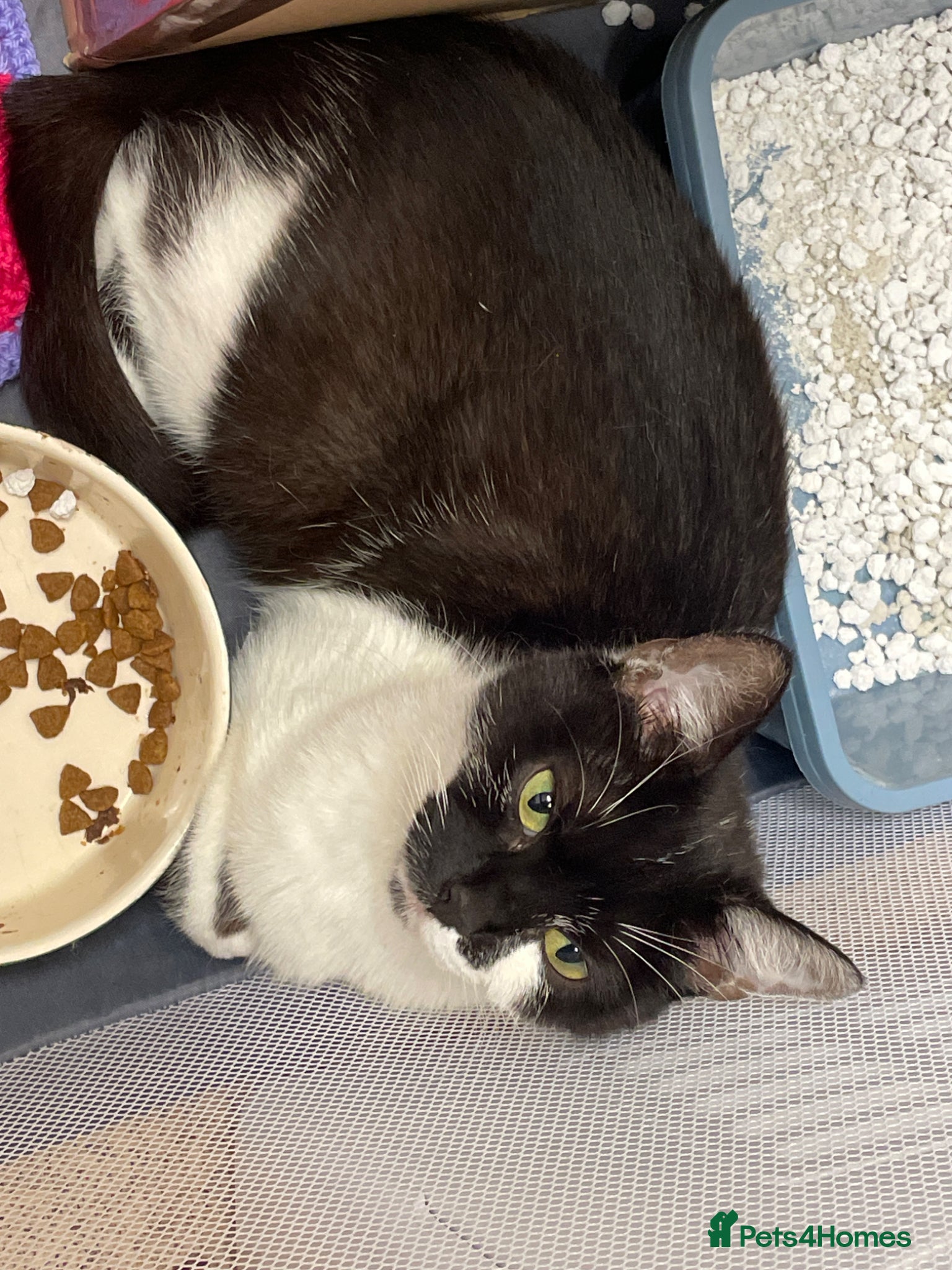 British Shorthair cats for sale: 2 male 1 female  in Chesterfield - Advert 1