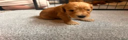Cockapoo dogs for sale: Beautiful F1 cockapoos in Cranleigh - Advert 16
