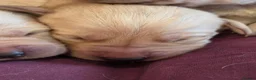 Goldador dogs for sale: Gorgeous KC Line Goldador Puppies 🐾  - Advert 12