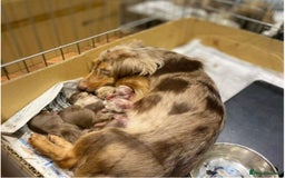 Miniature Dachshund dogs for sale: Chocolate Tan Dapple Healthy Dachshund Puppies - Image 1