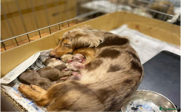 Miniature Dachshund dogs - Advert 10