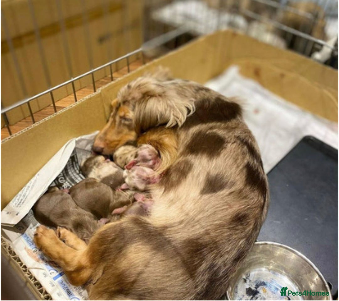 Miniature Dachshund dogs for sale: Chocolate Tan Dapple Healthy Dachshund Puppies - Image 1