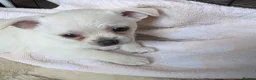Chihuahua dogs for sale: Longhaired pedigree chihuahuas - Advert 7