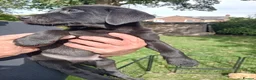 Labrador Retriever dogs for sale: Ready to go now Labrador pups for sale.  - Advert 14