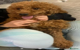 Cavapoo dogs for sale: CAVAPOO F1 PUPPY BOY WITH DNA TESTED PATIENTS  - Image 8