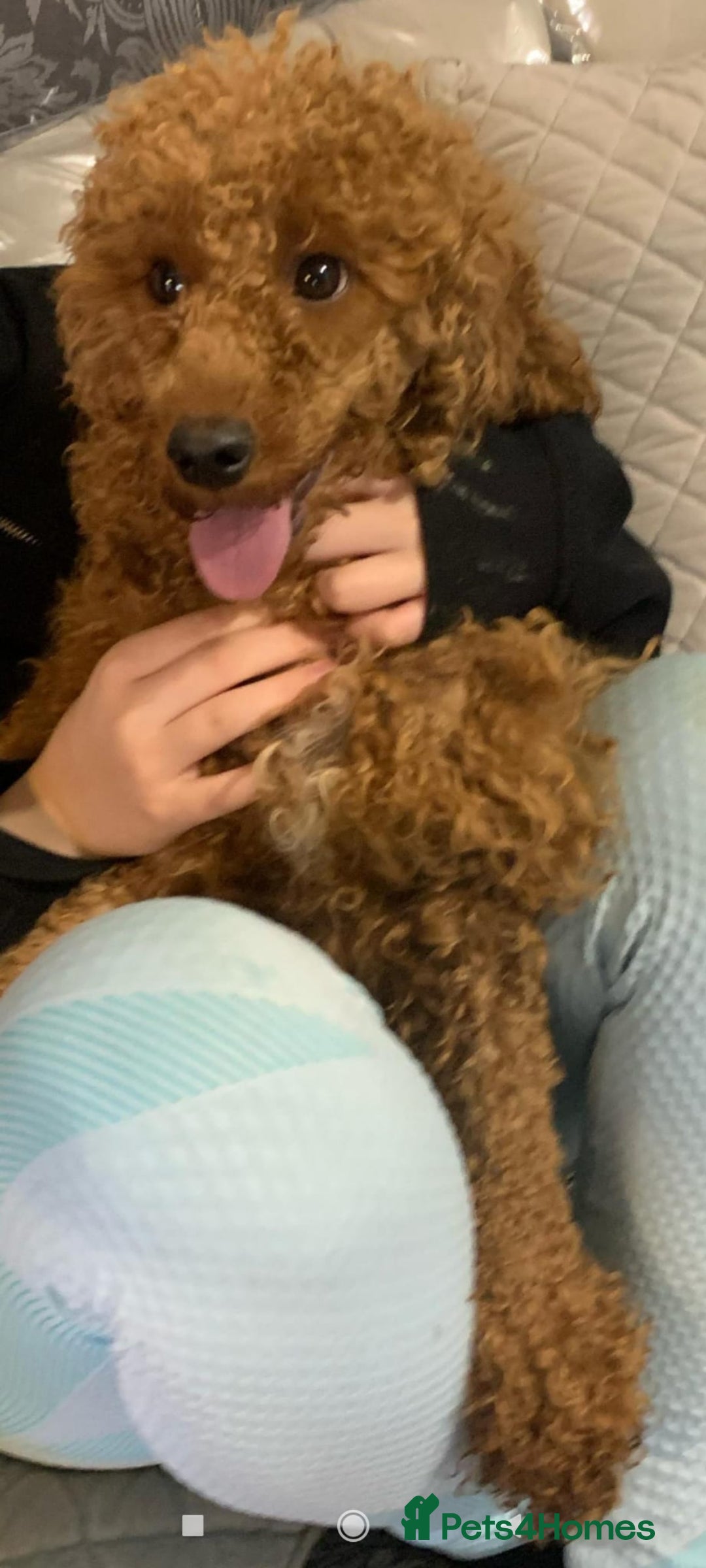 Cavapoo dogs for sale: CAVAPOO F1 PUPPY BOY WITH DNA TESTED PATIENTS  - Image 8