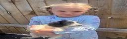 Cocker Spaniel dogs for sale: Cocker Spaniel Pup Boy in Saint Austell - Advert 4