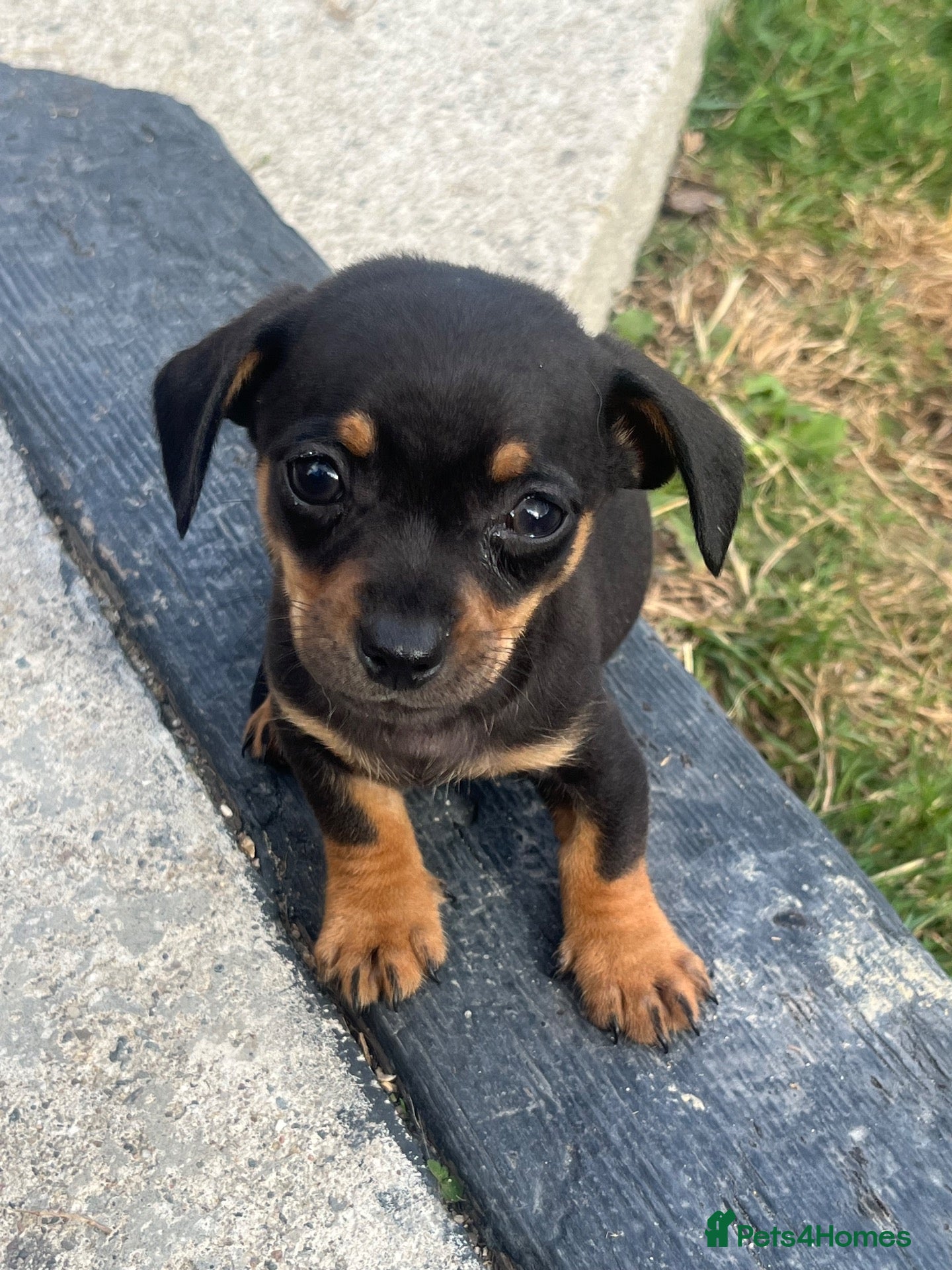 Chiweenie dogs 🌸 Beautiful Chiweenie Puppies 🌸 - Advert 1