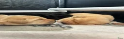 Labrador Retriever dogs for sale: Labrador Retrievers in Wrexham - Advert 5