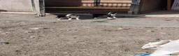 Border Collie dogs for sale: 3 gorgeous puppies looking for there forever home - Advert 3