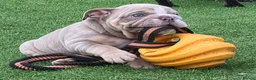 English Bulldog dogs for sale: Rare opportunity- grandpups of Burleybullz Nemesis - Advert 23