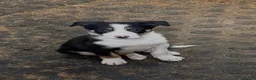 Border Collie dogs for sale: 5 Boarder Collie Puppies 8 weeks ready now in Ashbourne - Advert 10