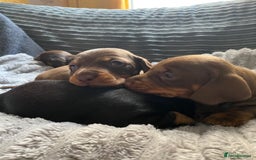 Dachshund dogs for sale: Dachshund puppy’s  - Image 10