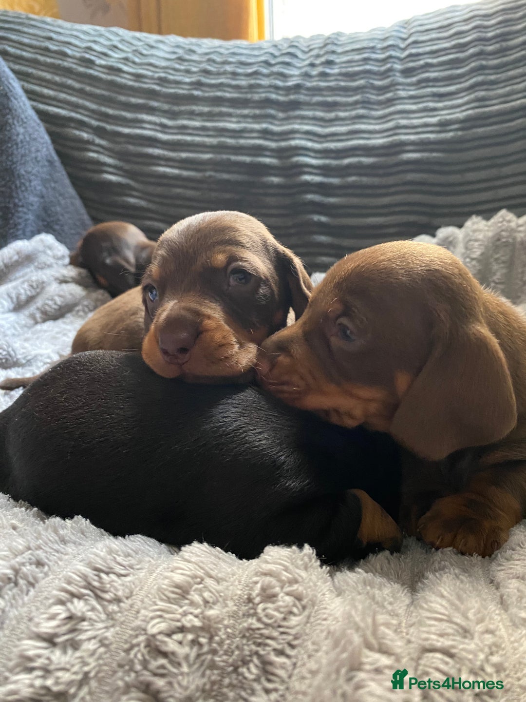Dachshund dogs for sale: Dachshund puppy’s  - Image 10
