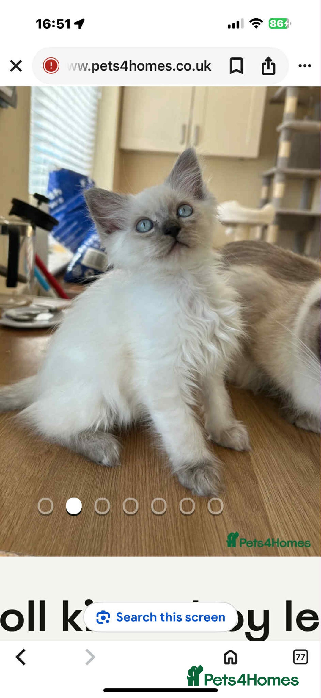 Ragdoll cats for sale: STUNNING BLUE MITTED FEMALE RAGDOLL - Advert 1