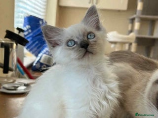 Ragdoll cats STUNNING BLUE MITTED FEMALE RAGDOLL - Advert 1