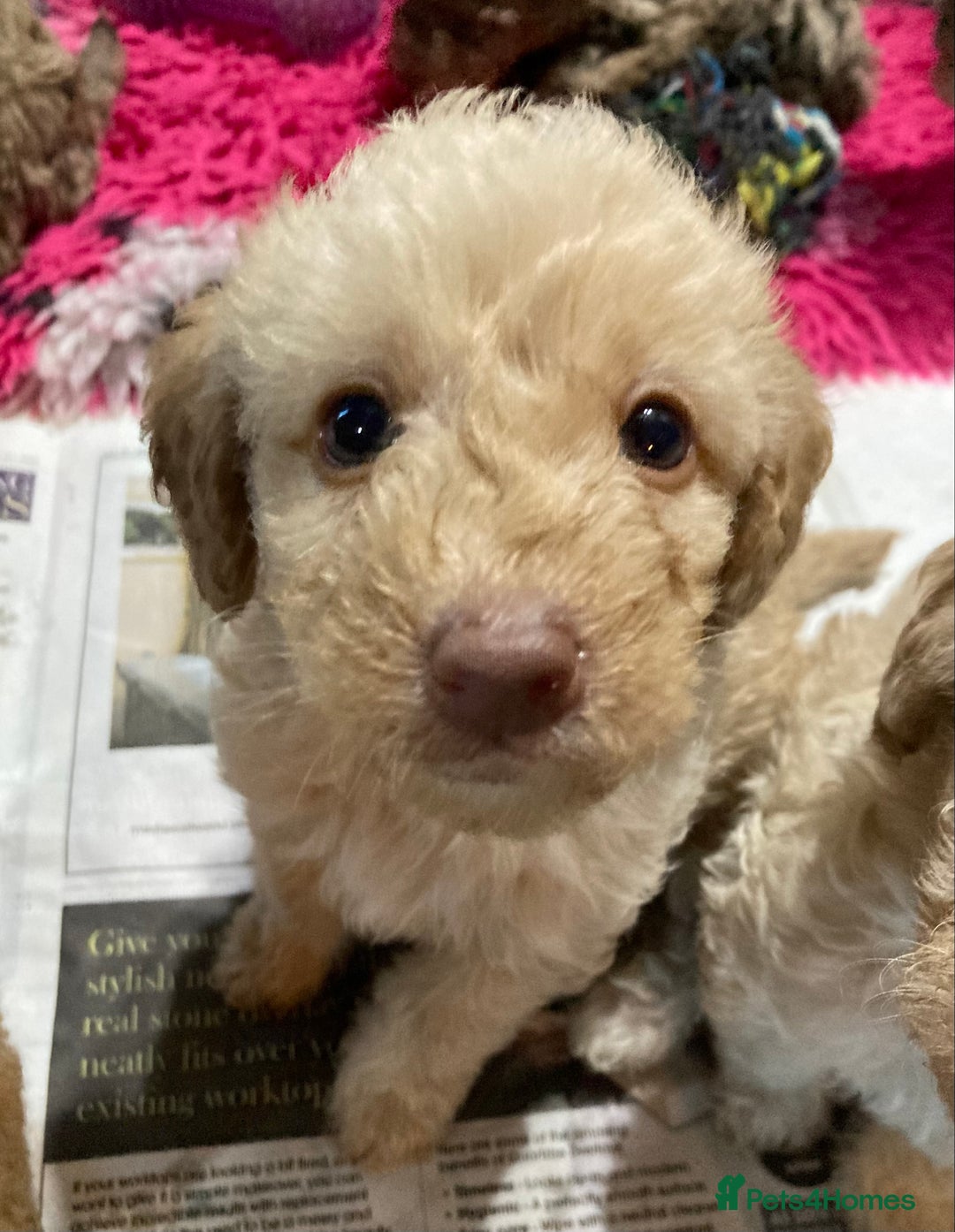 Bordoodle dogs for sale:  Beautiful Bordoodle Puppies inc Merle/Apricot - Advert 9