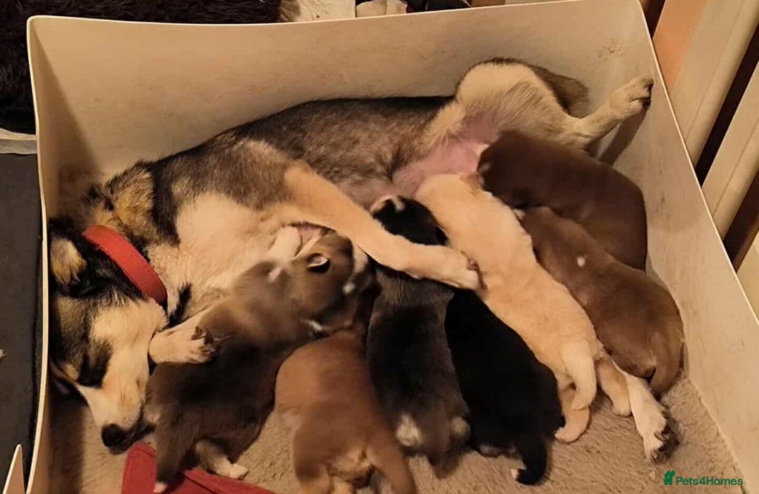 Pomsky dogs for sale: Pomsky Puppies for Sale - Advert 4