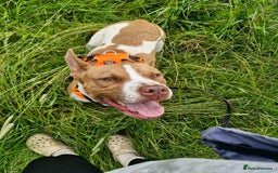 Mixed Breed dogs for sale: MALE FOR REHOMING - Image 4