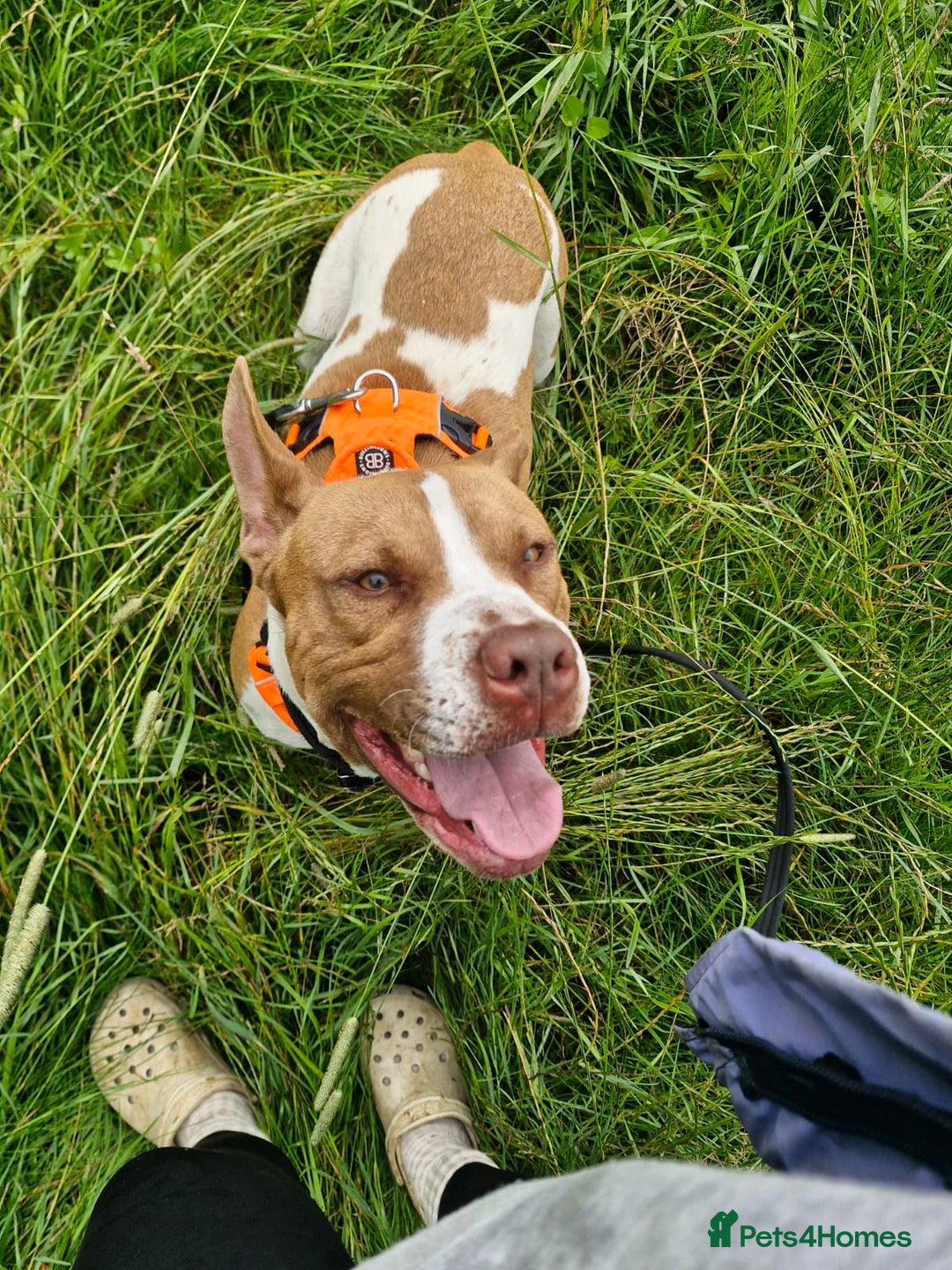 Mixed Breed dogs for sale: MALE FOR REHOMING - Image 4