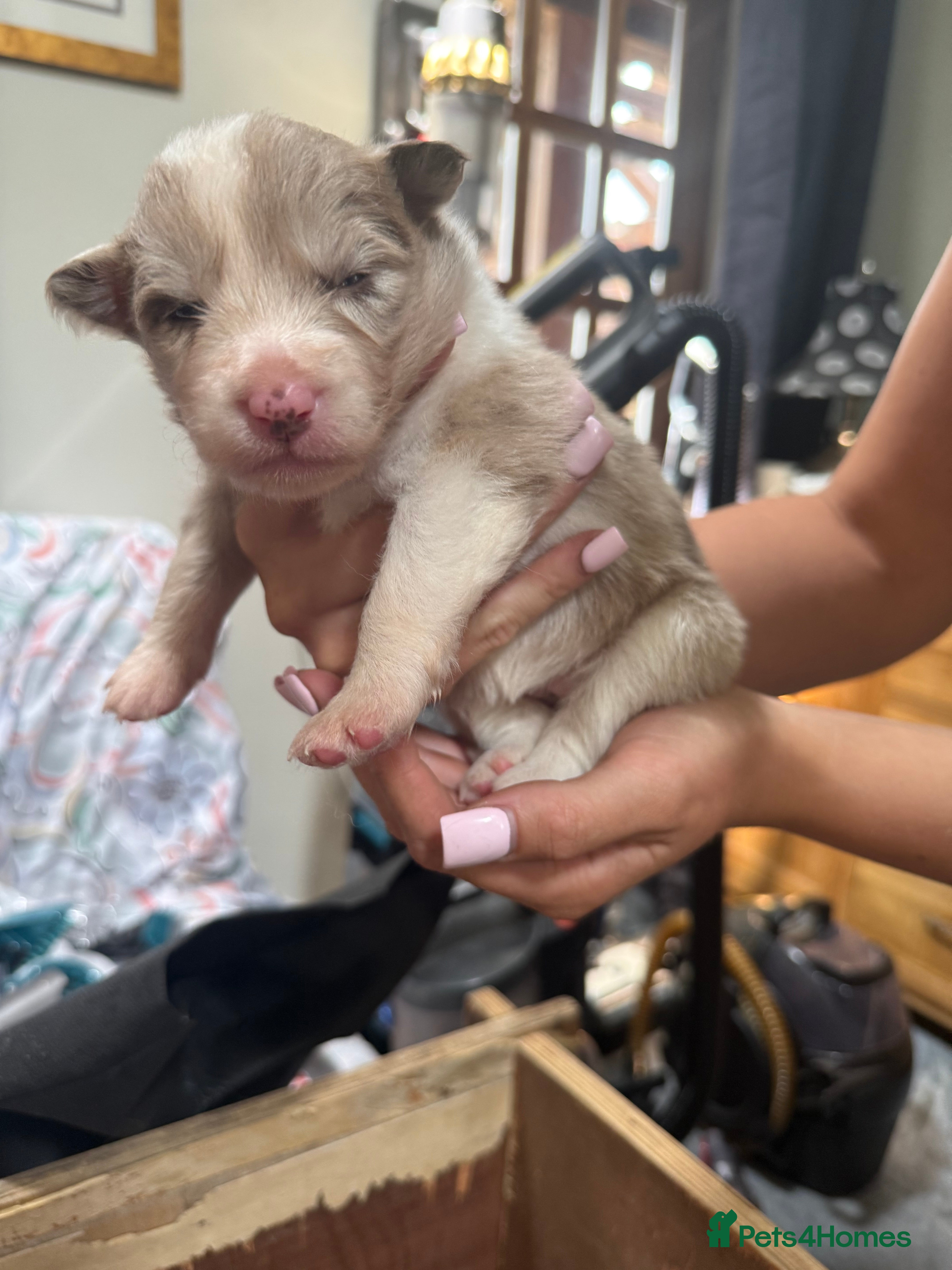 Border Collie dogs Red, Black, Merle Collie Puppies  - Advert 2