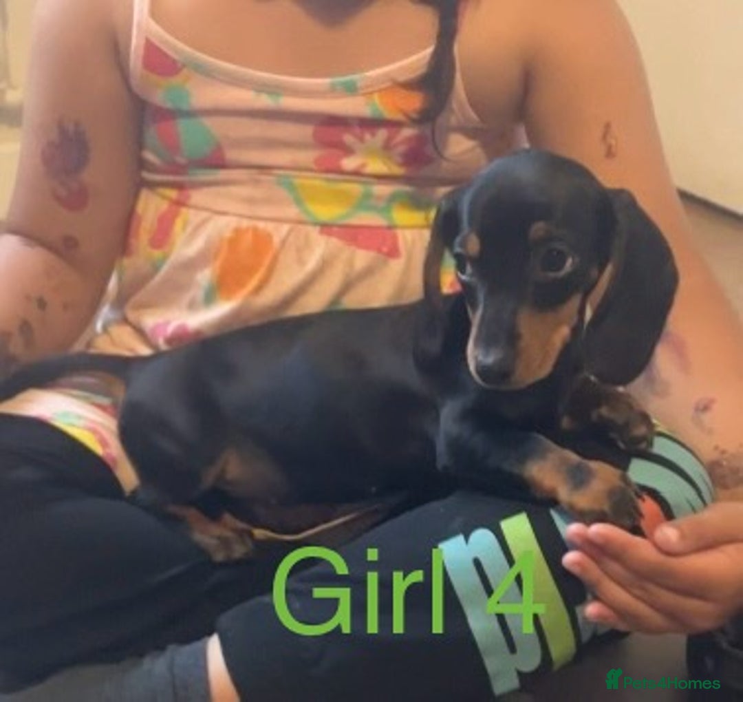 Dachshund dogs for sale: Dachshund puppies AVAILABLE NOW  - Image 21