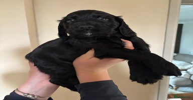 Cocker Spaniel dogs - Advert 5
