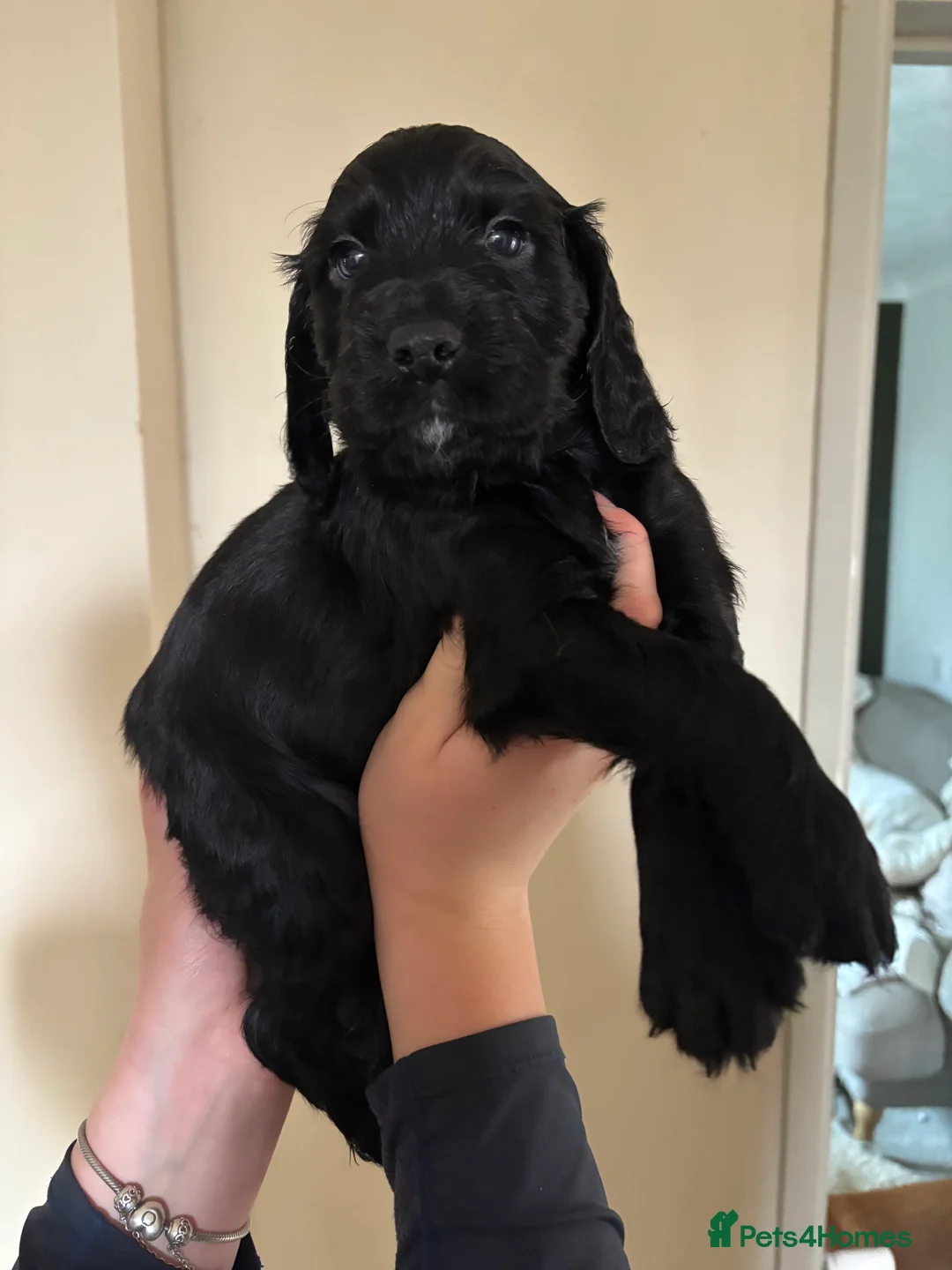 Cocker Spaniel dogs for sale: Beautiful boy remaining Cocker Spaniel Puppies  - Advert 14
