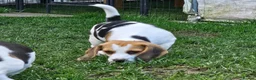 Beagle dogs for sale: 2Beautiful KC Registered Beagle Pups - Ready Now - Advert 9