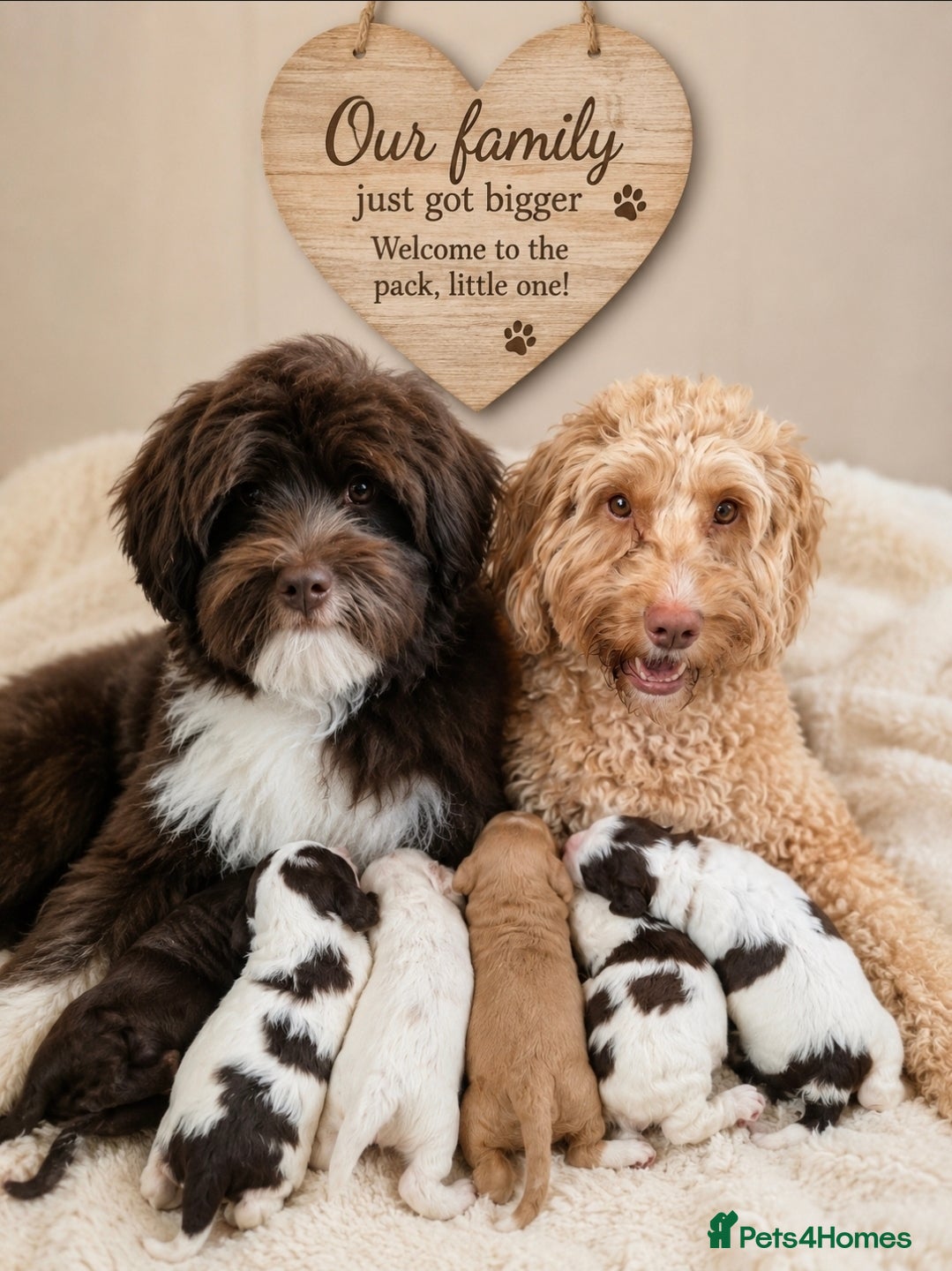 Australian Labradoodle dogs Australian Medium Labradoodles - Advert 1