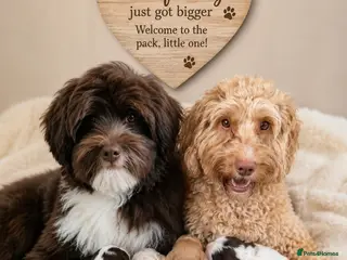 Australian Labradoodle dogs Australian Medium Labradoodles - Advert 1