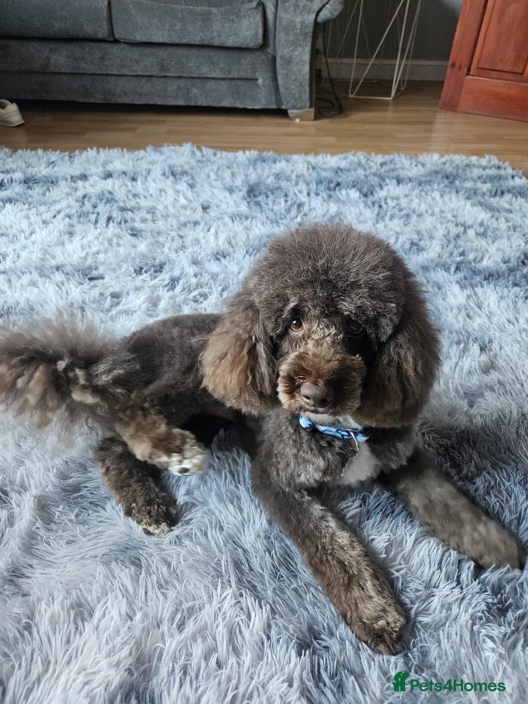 Labradoodle dogs for sale: Stunning F3 miniature labradoodles!  - Advert 3