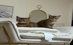Bengal cats for sale: 2 Bengal female cats - Advert 1