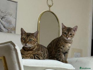 Bengal cats for sale: 2 Bengal female cats - Advert 1