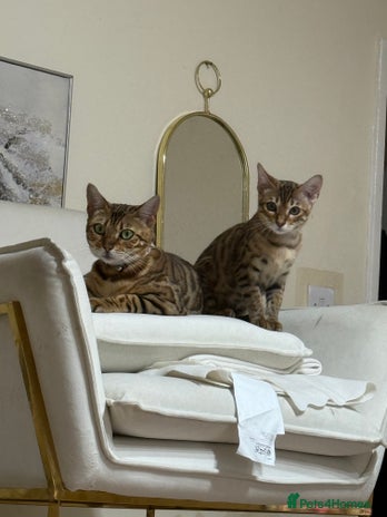 Bengal cats 2 Bengal female cats - Advert 1