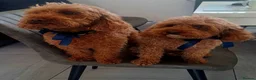 Miniature Poodle dogs for sale: KC MINIATURE POODLES  in Doncaster - Advert 4