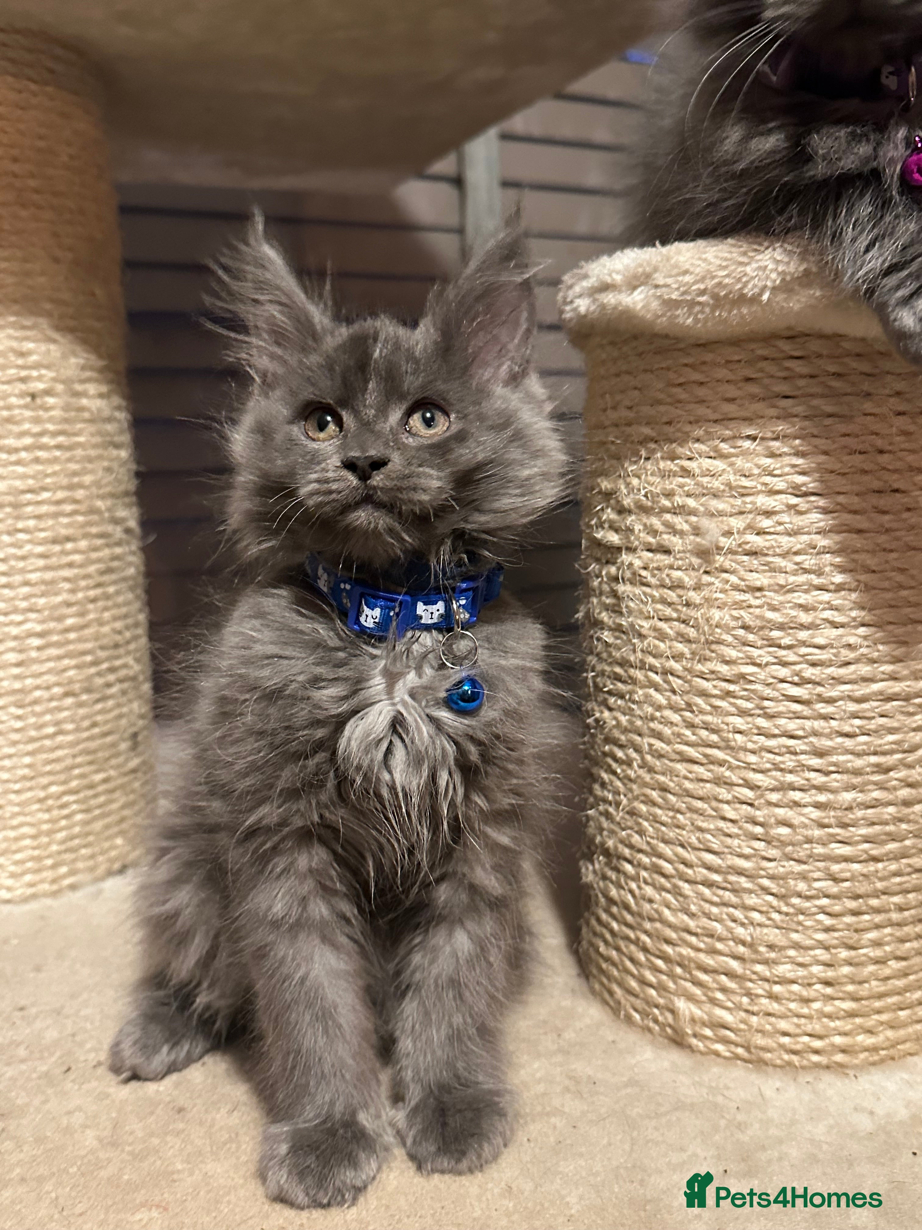 Maine Coon cats Blue Maine Coon Kitten – Active TICA Registered  - Advert 6
