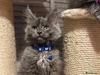 Maine Coon cats Blue Maine Coon Kitten – Active TICA Registered - Advert 6