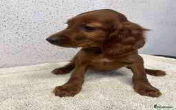 Irish Setter dogs for sale: Out standing litter of kc reg Irish setters - Image 24