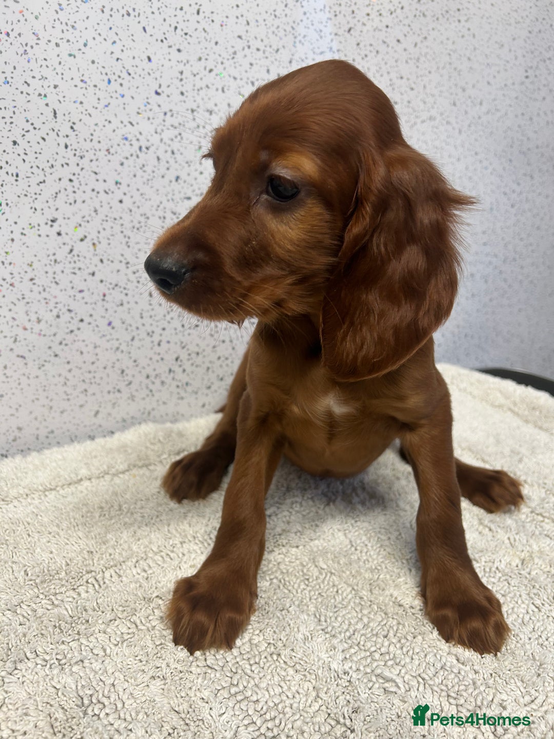 Irish Setter dogs for sale: Out standing litter of kc reg Irish setters - Image 24