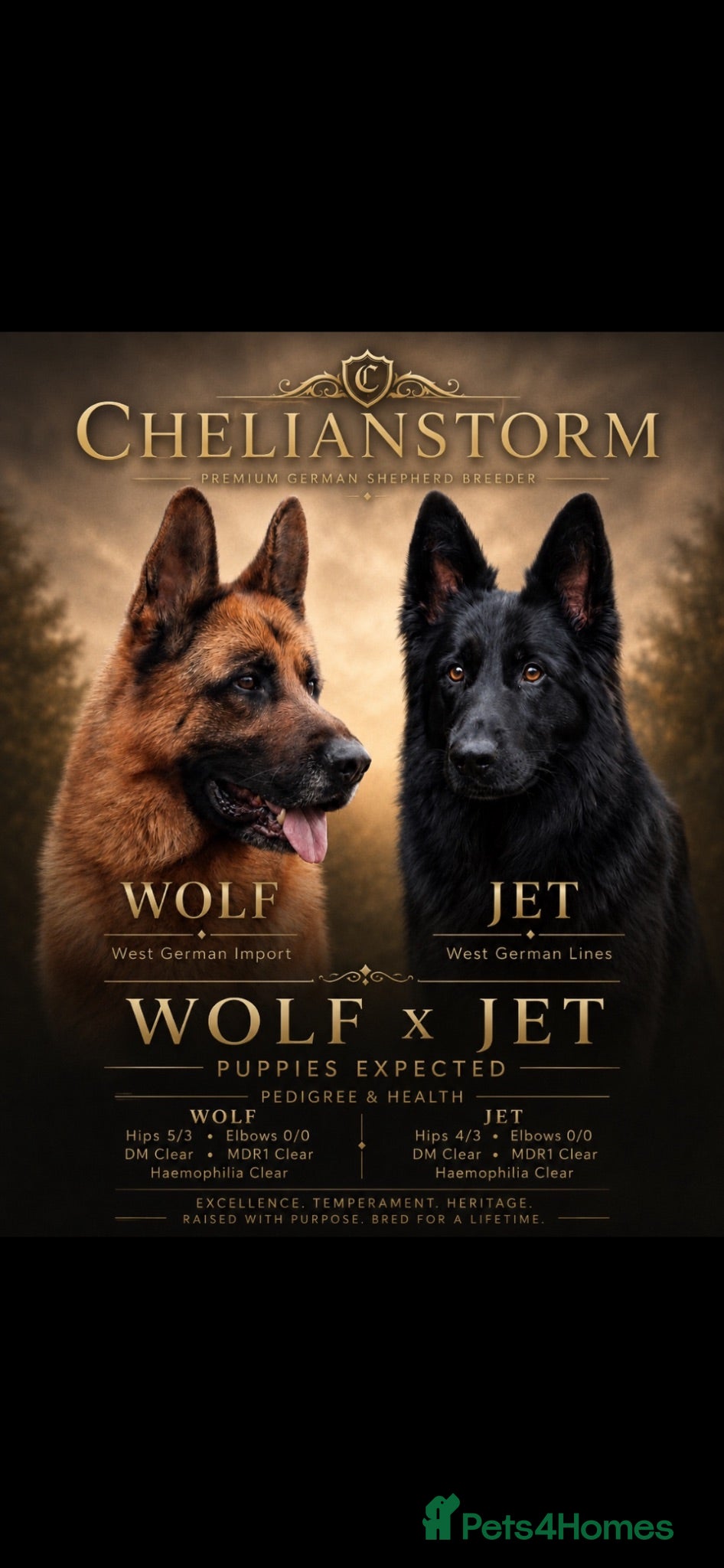 German Shepherd dogs Outstanding KC Registered German shepherd puppies - Advert 1