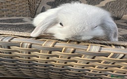 Mini Lop rabbits for sale: Gorgeous mini lop bucks available . - Image 19