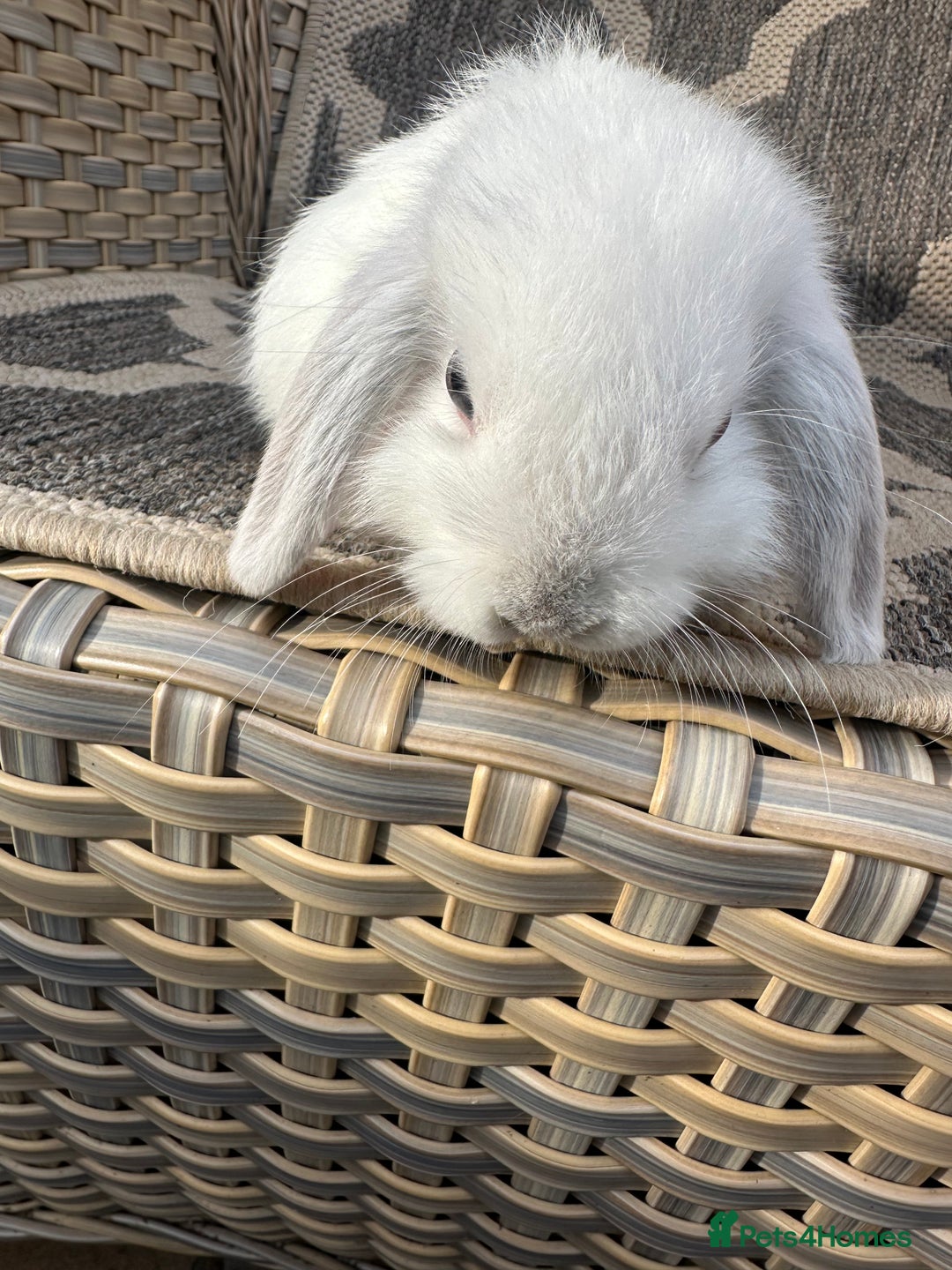 Mini Lop rabbits for sale: Gorgeous mini lop bucks available . - Image 19