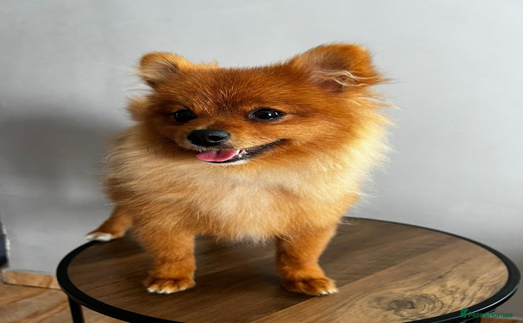 Pomeranian dogs - Advert 2
