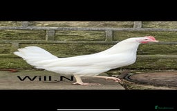 Chickens poultry for sale: Pol white star/white leghorns (plenty available) - Image 2