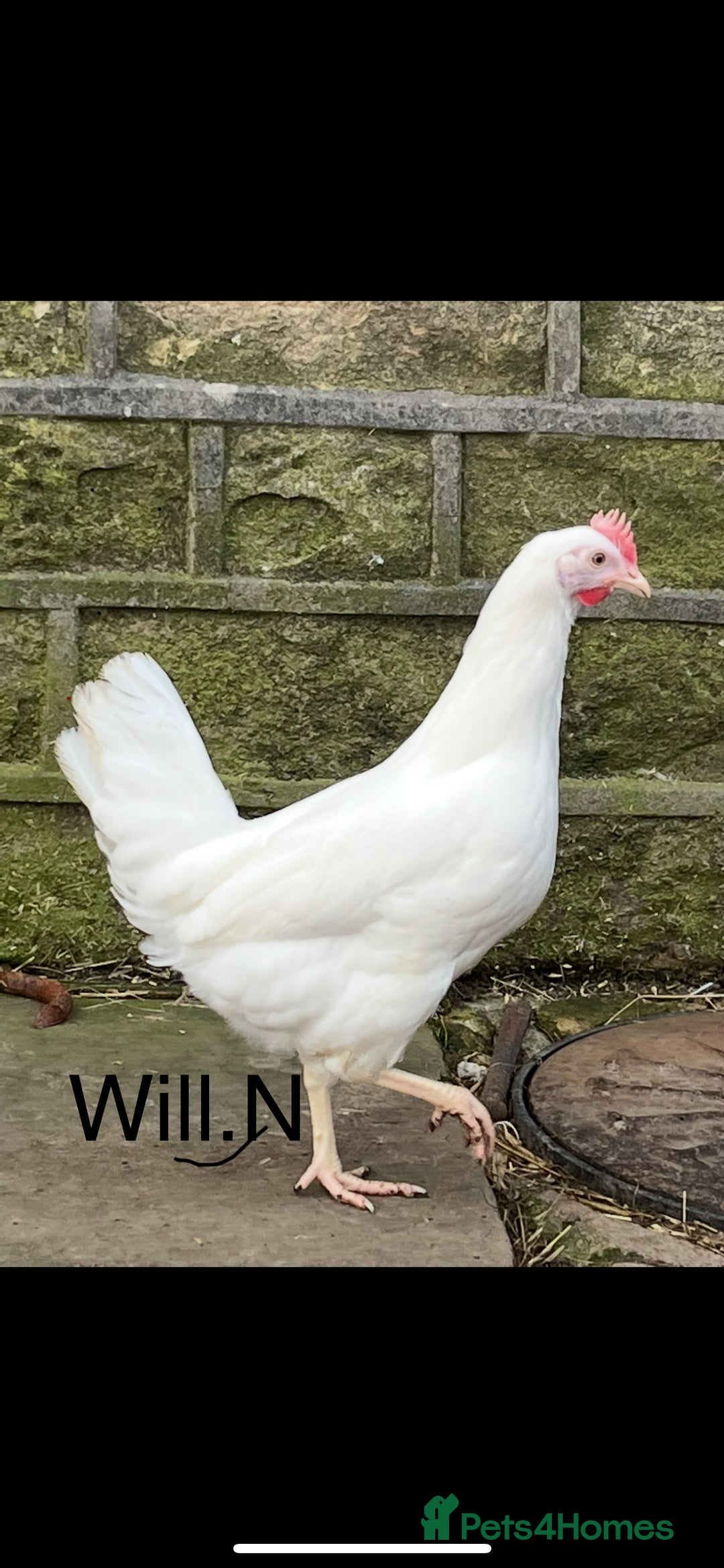 Chickens poultry for sale: Pol white star/white leghorns (plenty available) - Image 2