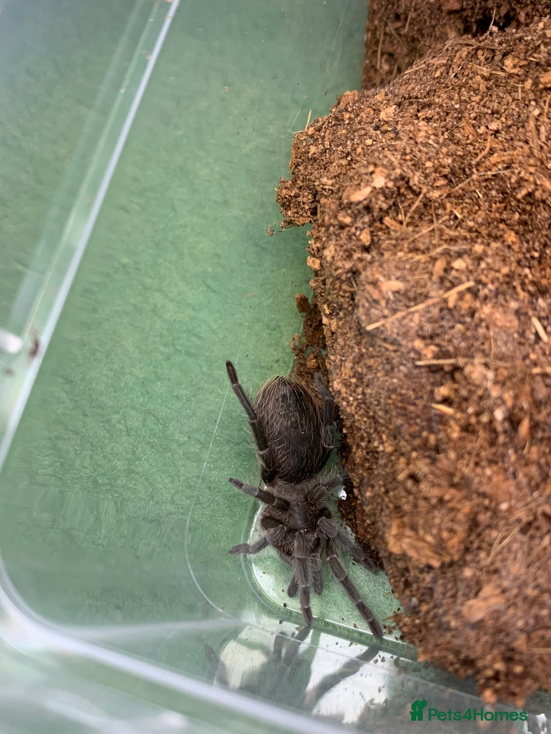 Tarantulas invertebrates for sale: Juvenile Eupalaestrus campestratus for sale - Image 3