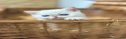 Exotic cats for sale: 2 STUNNING EXOTIC MALE KITTENS  - Advert 4