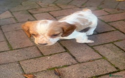 Cocker Spaniel dogs for sale: Cocker Spaniel puppies  - Image 6