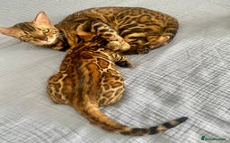 Bengal cats for sale: One Girl left .😻✨TICA registered  - Image 8